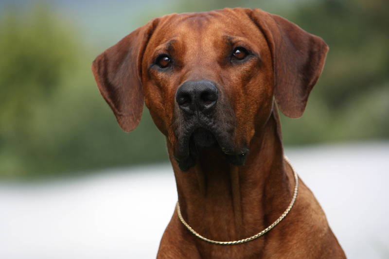 rhodesian ridgeback prix