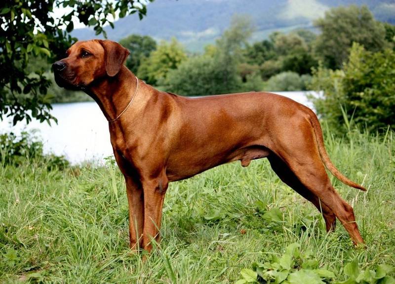 rhodesian ridgeback prix